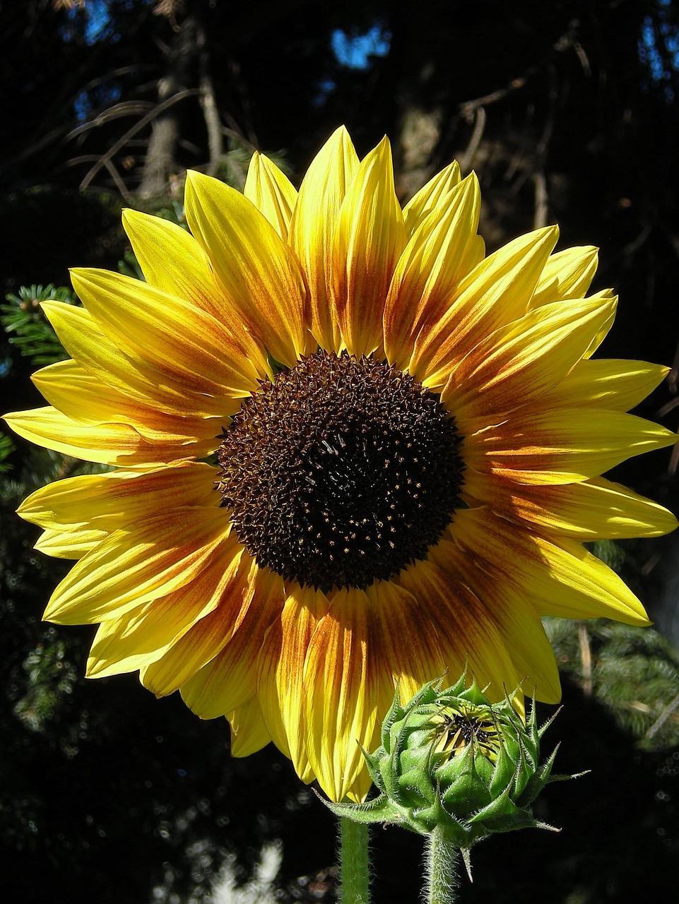 nature, compass plant, flower, summer, flower wallpaper, garden, beautiful flowers, sunny, close up, yellow, blossom, flower background, bloom, warmth, sunny yellow, sunflower, bud
